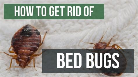 How to Get Rid of Bed Bugs: An Easy, Step.